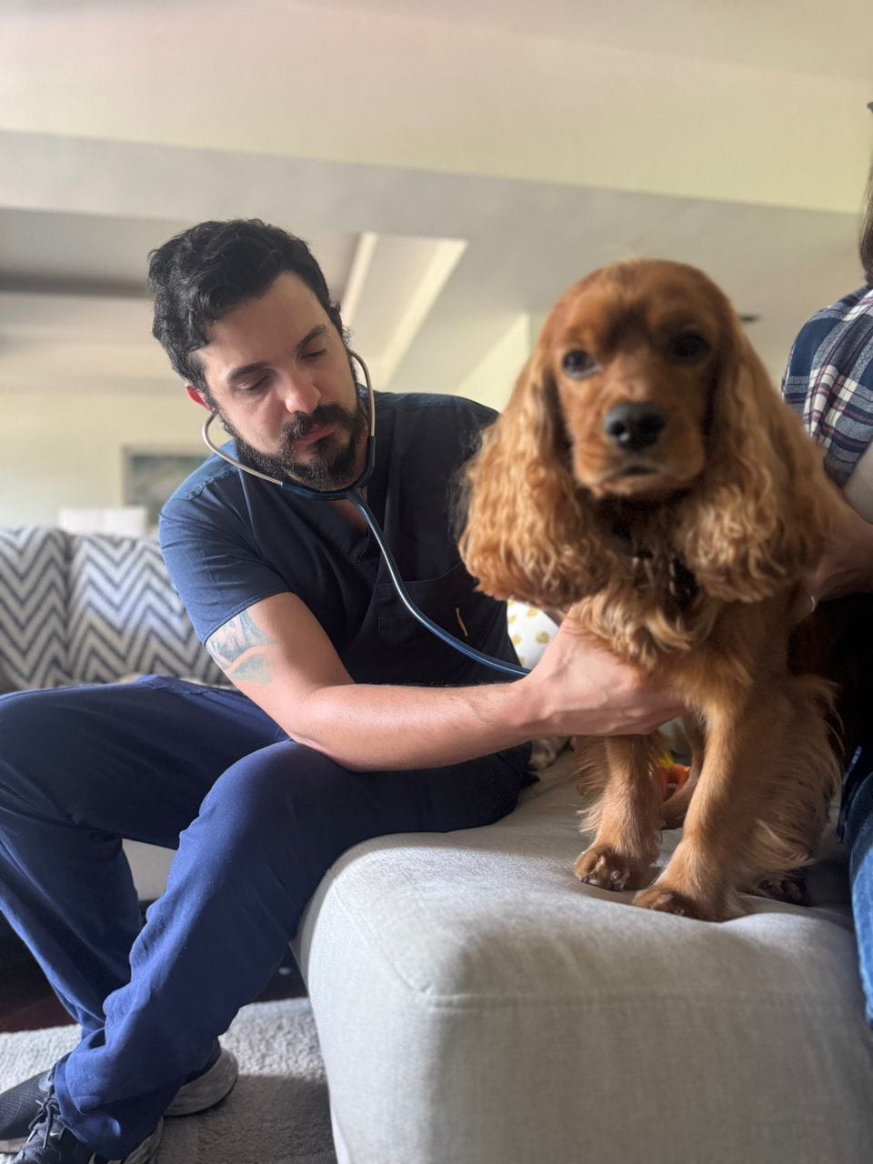 Historia de éxito 2 - Mascota recuperada en CAPOVET